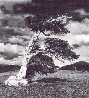Ancient bristlecone pine