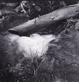 Fallen log in snow