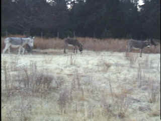 The wild burros came for a midnight snack